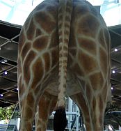 DIE GRSSTE GIRAFFE WELTWEIT konnten WIR dort auch ANGLOTZEN MENSCH WAR DIE GROSS!!!!!!!!