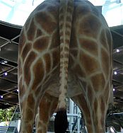 DIE GRSSTE GIRAFFE WELTWEIT konnten WIR dort auch ANGLOTZEN MENSCH WAR DIE GROSS!!!!!!!!