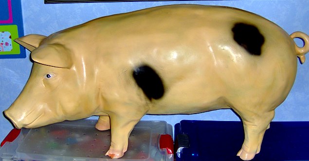 SIE ist QUASI UNSER hAUPT schWEIN GRUNZ GRUNZ!!!!!!!!!!